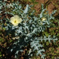 Argemone mexicana L.